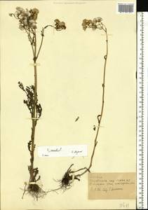 Senecio vernalis Waldst. & Kit., Eastern Europe, North Ukrainian region (E11) (Ukraine)