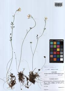 Cardamine pratensis L., Siberia, Altai & Sayany Mountains (S2) (Russia)