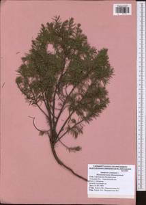 Juniperus communis L., Eastern Europe, Central region (E4) (Russia)