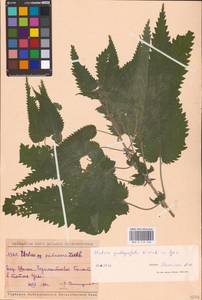 Urtica dioica subsp. pubescens (Ledeb.) Domin, Eastern Europe, Middle Volga region (E8) (Russia)