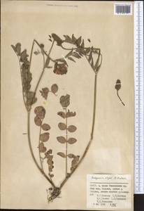 Hedysarum olgae B.Fedtsch., Middle Asia, Pamir & Pamiro-Alai (M2) (Uzbekistan)