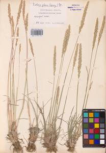 Koeleria glauca (Spreng.) DC., Eastern Europe (no precise locality) (E0)