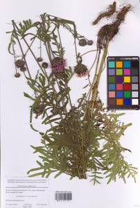 Centaurea scabiosa L., Eastern Europe, Moscow region (E4a) (Russia)