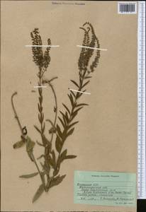 Veronica longifolia L., Middle Asia, Northern & Central Kazakhstan (M10) (Kazakhstan)
