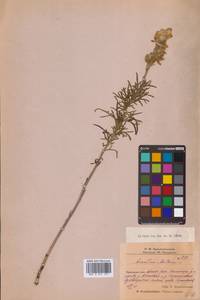 Aconitum anthora subsp. anthora, Eastern Europe, Eastern region (E10) (Russia)