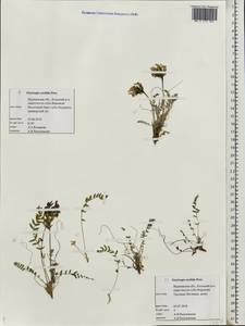 Oxytropis sordida, Eastern Europe, Northern region (E1) (Russia)