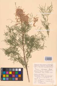 Tamarix ramosissima Ledeb., Eastern Europe, Lower Volga region (E9) (Russia)