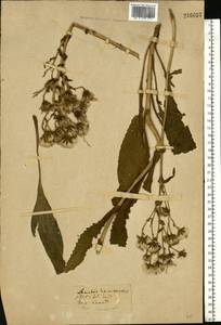 Jacobaea racemosa subsp. racemosa, Eastern Europe, South Ukrainian region (E12) (Ukraine)
