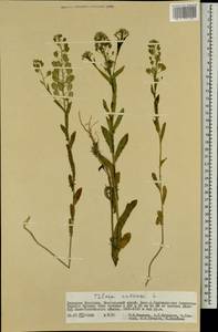 Thlaspi arvense L., Mongolia (MONG) (Mongolia)