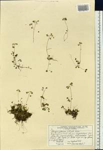 Chrysosplenium filipes Komarov, Siberia, Altai & Sayany Mountains (S2) (Russia)