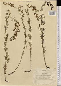 Galium verum subsp. verum, Siberia, Altai & Sayany Mountains (S2) (Russia)