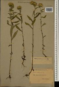 Pentanema britannicum (L.) D. Gut. Larr., Santos-Vicente, Anderb., E. Rico & M. M. Mart. Ort., Caucasus, Dagestan (K2) (Russia)