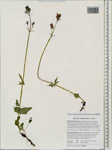 Valeriana capitata Link, Eastern Europe, Northern region (E1) (Russia)