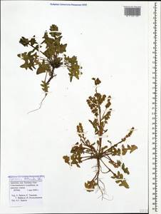 Spinacia tetrandra M. Bieb., Caucasus, Armenia (K5) (Armenia)