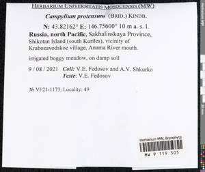 Campylium protensum (Brid.) Kindb., Bryophytes, Bryophytes - Russian Far East (excl. Chukotka & Kamchatka) (B20) (Russia)