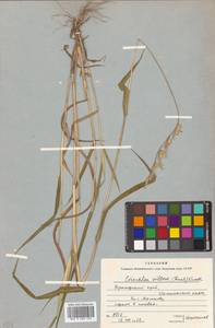 Eriochloa villosa (Thunb.) Kunth, Siberia, Russian Far East (S6) (Russia)