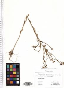 Thlaspi arvense L., Eastern Europe, Middle Volga region (E8) (Russia)