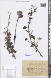Spiraea ouensanensis H. Lév., South Asia, South Asia (Asia outside ex-Soviet states and Mongolia) (ASIA) (China)