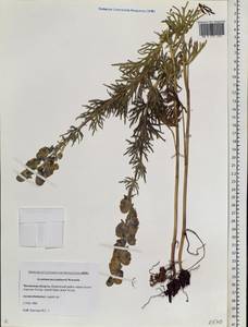 Aconitum turczaninowii Vorosch., Siberia, Baikal & Transbaikal region (S4) (Russia)