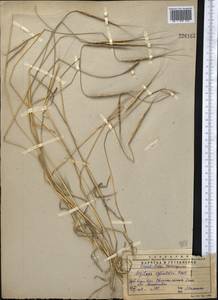 Aegilops cylindrica Host, Middle Asia, Western Tian Shan & Karatau (M3) (Kazakhstan)