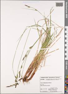 Carex adelostoma V.I.Krecz., Siberia, Central Siberia (S3) (Russia)