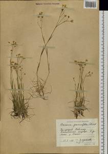 Eremogone saxatilis (L.) lkonn., Siberia, Central Siberia (S3) (Russia)