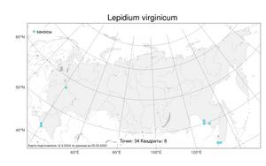 Lepidium virginicum L., Atlas of the Russian Flora (FLORUS) (Russia)