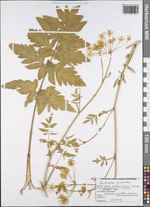 Pastinaca sativa L., Eastern Europe, Belarus (E3a) (Belarus)