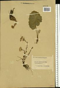 Tussilago farfara L., Eastern Europe, Central forest region (E5) (Russia)