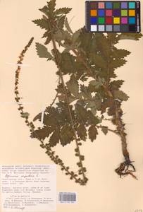 Agrimonia eupatoria L., Eastern Europe, Lower Volga region (E9) (Russia)