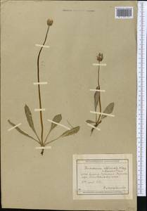 Taraxacum glaucanthum (Ledeb.) Nakai ex Koidz., Middle Asia, Muyunkumy, Balkhash & Betpak-Dala (M9) (Kazakhstan)