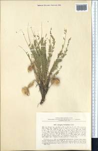 Astragalus farctissimus Lipsky, Middle Asia, Pamir & Pamiro-Alai (M2) (Uzbekistan)