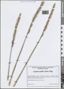 Leymus mollis (Trin.) Pilg., Siberia, Russian Far East (S6) (Russia)