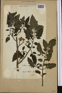 Solanum lycopersicum L., Botanic gardens and arboreta (GARD)