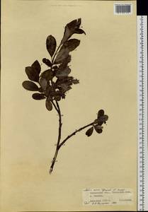 Salix reinii, Siberia, Russian Far East (S6) (Russia)