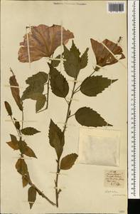 Malva phoenicea (Vent.) Alef., Africa (AFR) (Portugal)