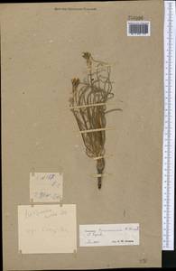 Pseudopodospermum turcomanicum (Krasch. & Lipsch.) Zaika, Sukhor & N. Kilian, Middle Asia, Kopet Dag, Badkhyz, Small & Great Balkhan (M1) (Turkmenistan)