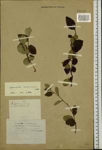 Cotoneaster melanocarpus G.Lodd., Siberia, Western (Kazakhstan) Altai Mountains (S2a) (Kazakhstan)