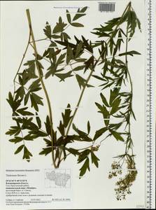 Thalictrum flavum L., Eastern Europe, Central region (E4) (Russia)