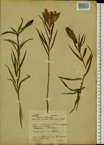 Lilium pensylvanicum Ker Gawl., Siberia, Russian Far East (S6) (Russia)