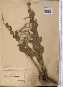 Salvia scrophulariifolia (Bunge) B.T.Drew, Middle Asia, Pamir & Pamiro-Alai (M2) (Uzbekistan)