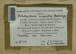 Lewinskya rupestris (Schleich. ex Schwägr.) F. Lara, Garilleti & Goffinet, Bryophytes, Bryophytes - North Caucasus & Ciscaucasia (B12) (Russia)