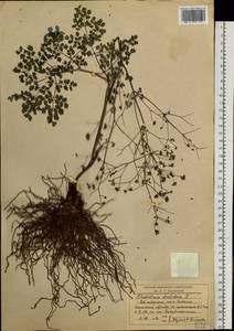 Thalictrum foetidum L., Siberia, Baikal & Transbaikal region (S4) (Russia)