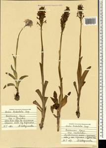 Neotinea tridentata (Scop.) R.M.Bateman, Pridgeon & M.W.Chase, Crimea (KRYM) (Russia)