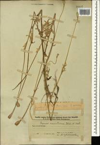 Papaver macrostomum Boiss. & A. Huet ex Boiss., Caucasus, Azerbaijan (K6) (Azerbaijan)