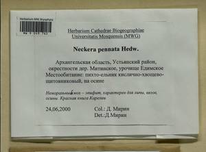 Neckera pennata Hedw., Bryophytes, Bryophytes - European North East (B7) (Russia)