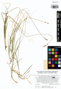 Carex brunnescens (Pers.) Poir., Siberia, Baikal & Transbaikal region (S4) (Russia)