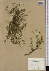 Tripleurospermum maritimum (L.) Koch, Western Europe (EUR) (Denmark)