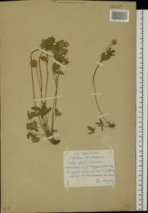 Trifolium montanum L., Eastern Europe, Central forest region (E5) (Russia)