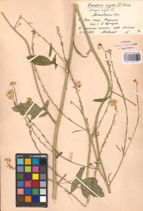 Brassica nigra (L.) W.D.J. Koch, Eastern Europe, Moscow region (E4a) (Russia)